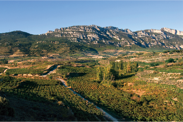 Izadi Crianza 2014