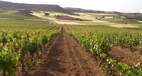 Celeste Crianza 2012, Ribera del Duero, Bodegas Torres