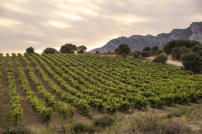 Viñedos Bodegas Faustino