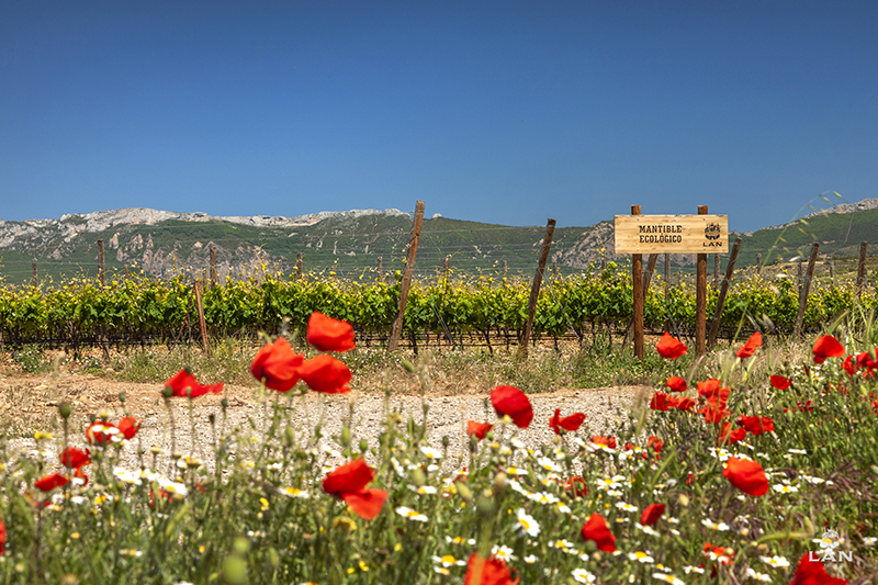 Viñedos Bodegas LAN "Mantible Ecológico”. Finca “Viña Lanciano” 