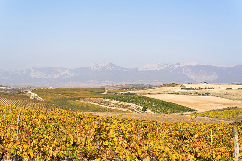 Viñedos Bodegas Valdemar