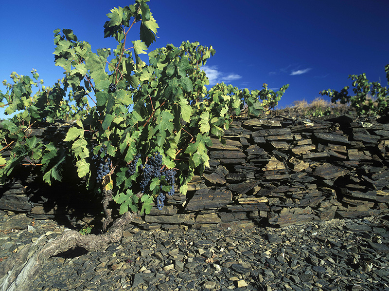 Vieñdos de Bodegas y Viñedos de Cal Grau